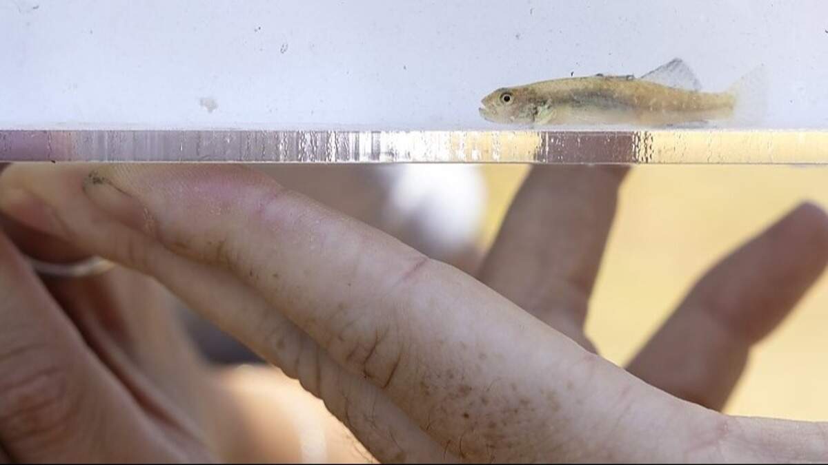 The tiny fish are “a critical link in the health of the overall environment,” a university said.&nbsp;