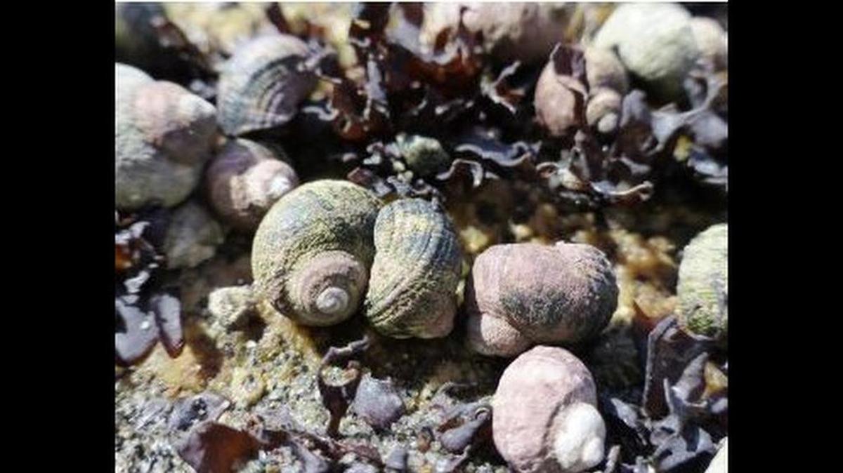 A checkered periwinkle marine snail, similar to these sitka periwinkles, was found growing inside an abscess on an 11-year-old Southern California boy’s arm.