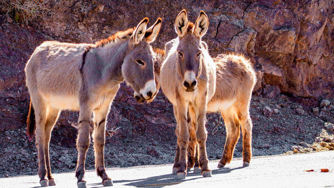 Five wild burros, not the ones pictured here, were found shot dead in Lower Wildrose Canyon at Death Valley National Park in California, rangers say.