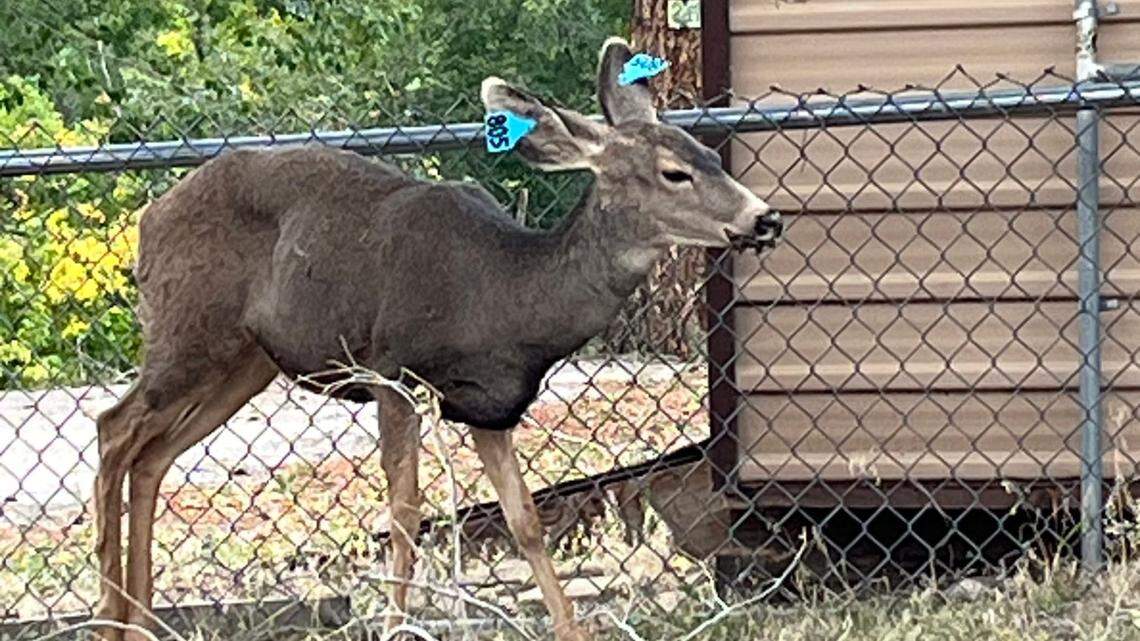 A female deer had a rat trap stuck to her face in Colorado, officials said.