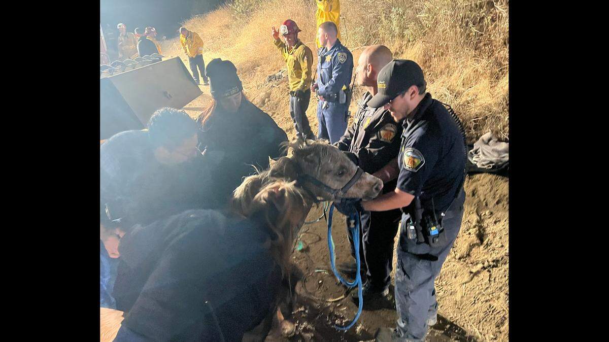 Butter was raised from a well during an hours-long rescue, a California shelter says.
