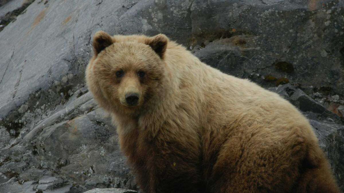 The hikers reported fighting off a brown bear (not the one pictured) about a quarter-mile up Exit Glacier Trail in Kenai Fjords National Park.
