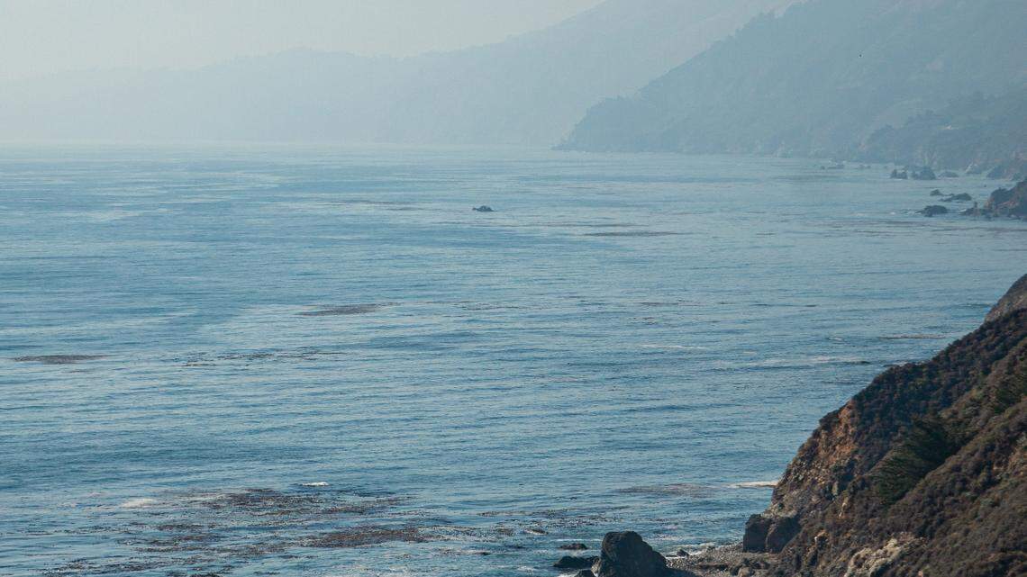 ‘Elusive’ creatures — known for hunting sharks — spotted in rare California encounter