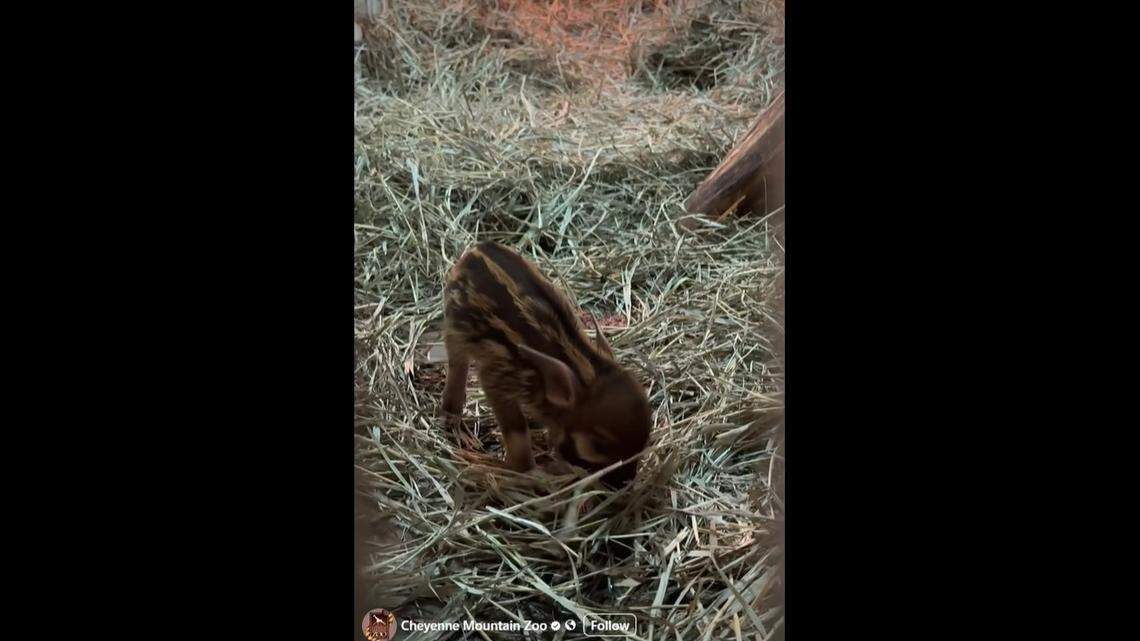 A Colorado zoo welcomed a new hoglet.