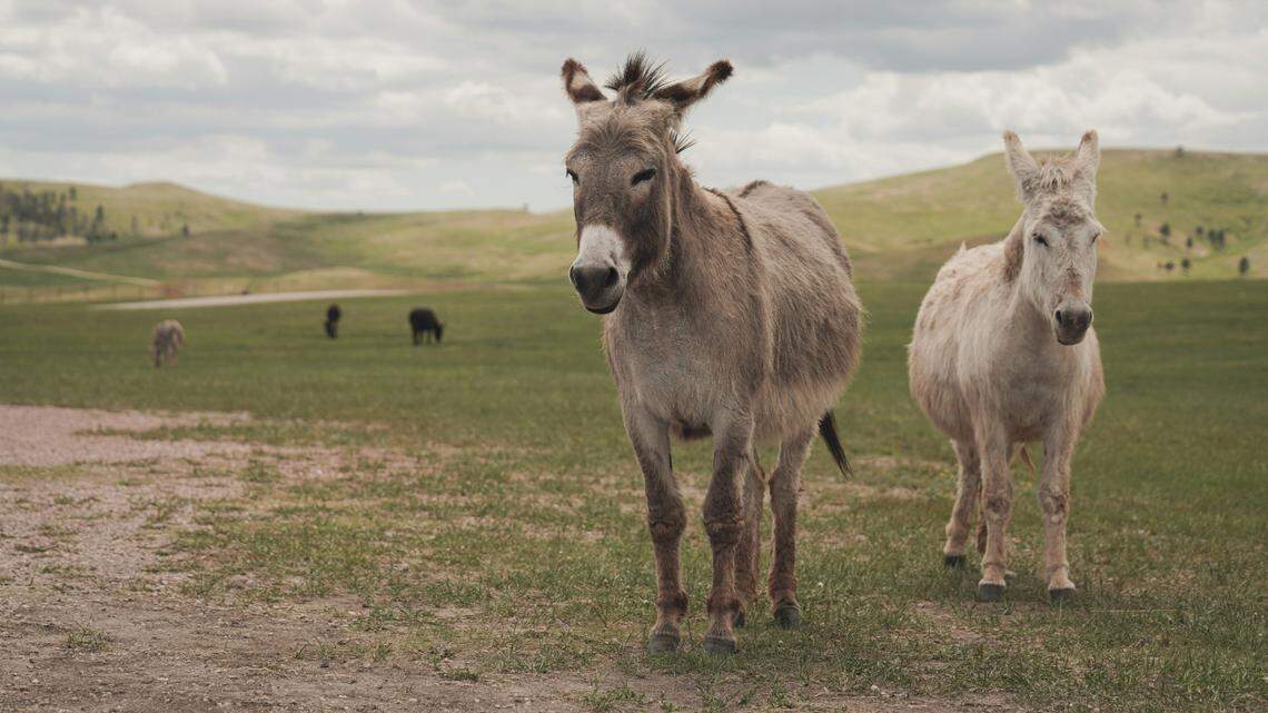 Land management officials revealed new clues that will hopefully lead to a breakthrough in the killing of 19 burros (not the ones pictured here) along a California highway in 2019.