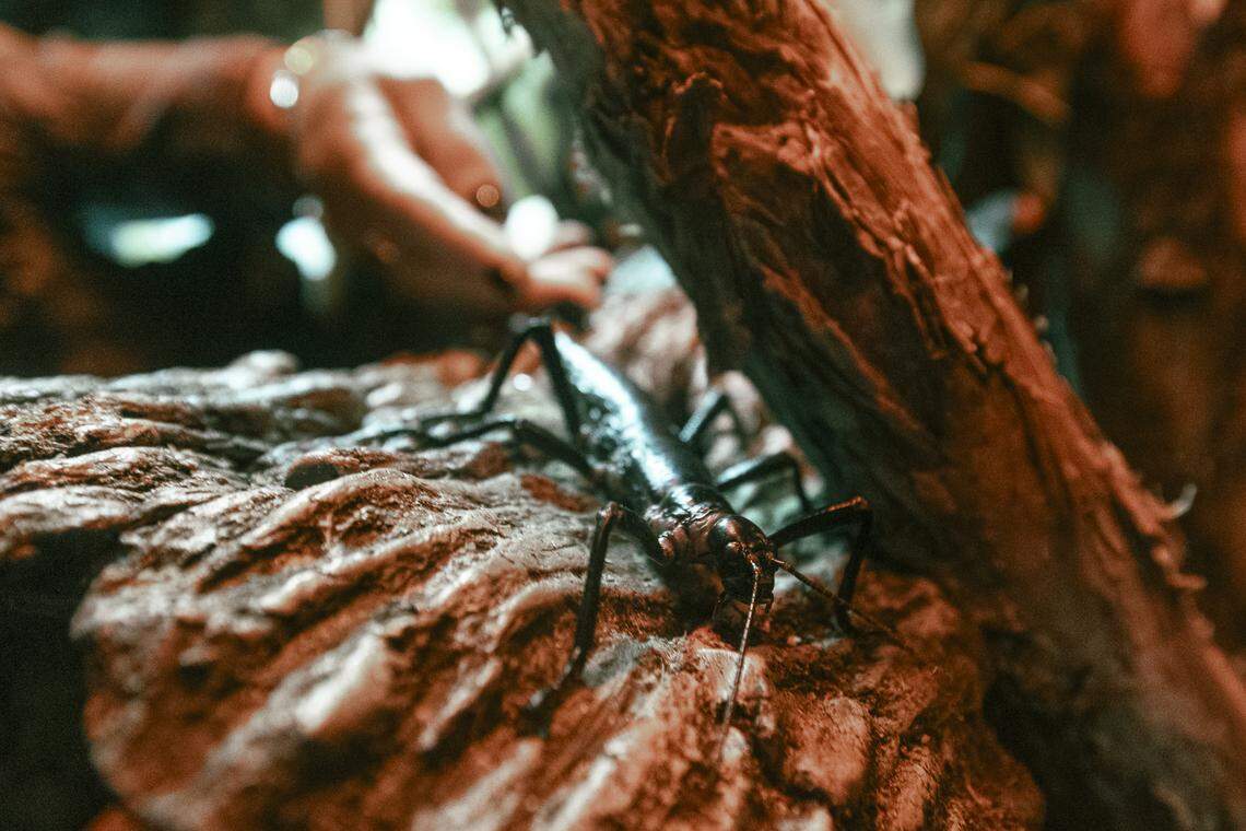Critically endangered Lord Howe Island stick insects, the rarest insects on Earth, are on exhibit at the San Diego Zoo in California.