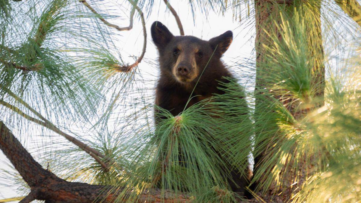 A bear cub spent most of the afternoon perched in a tree near a southern California high school campus, officials said.