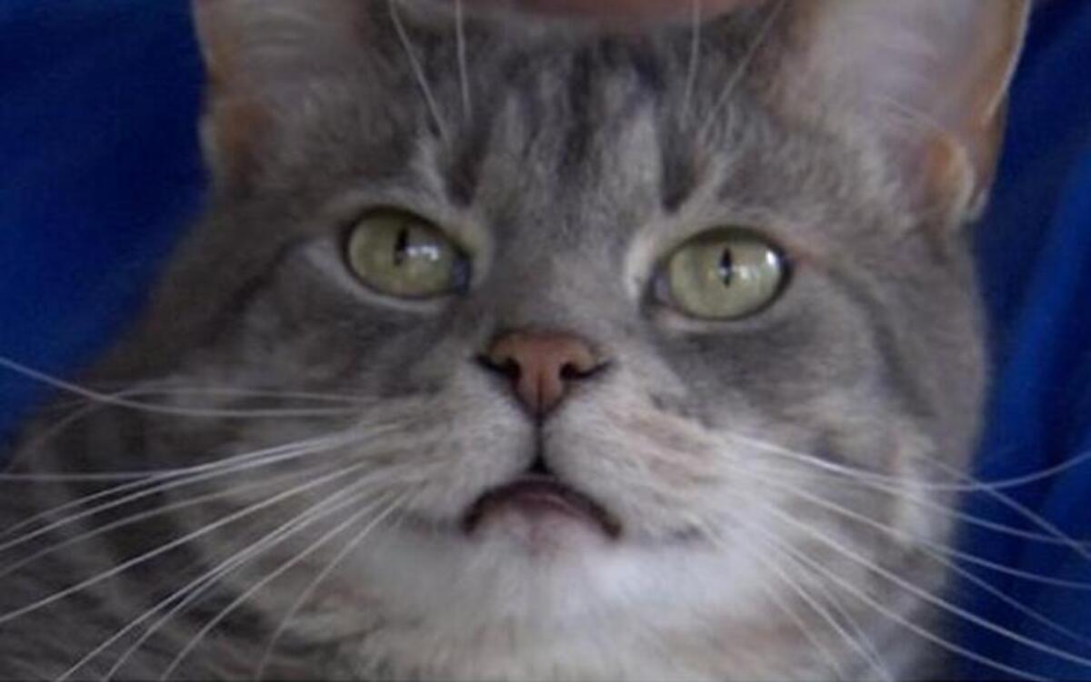 Binky the cat fended off a burglar at his home.