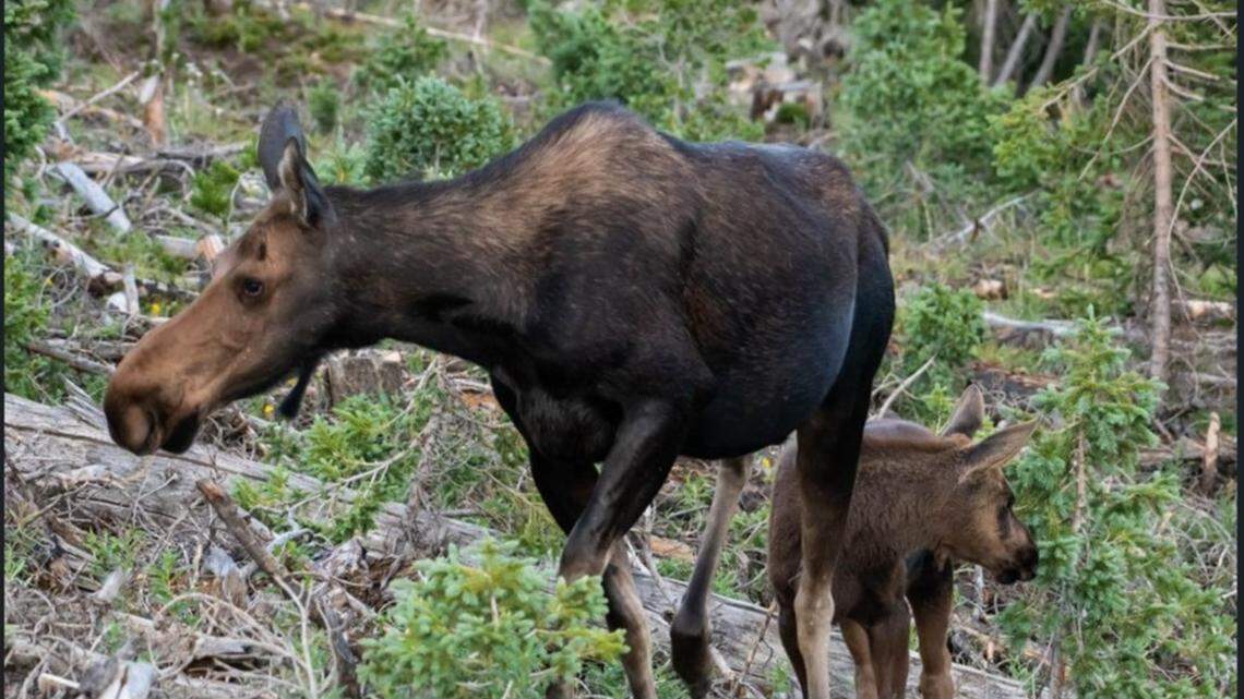 A couple walking their dogs were injured in an encounter with a moose (not the one pictured), rescuers say.
