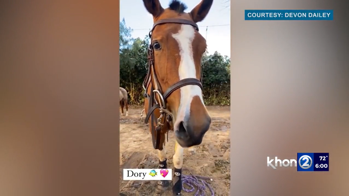 Dory the horse was shot with an arrow on a farm in Hawaii. Her grieving family is seeking the truth about what happened to her.