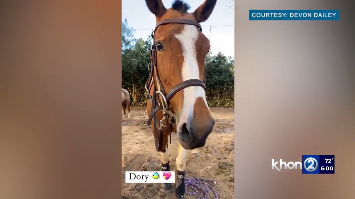 Dory the horse was shot with an arrow on a farm in Hawaii. Her grieving family is seeking the truth about what happened to her.