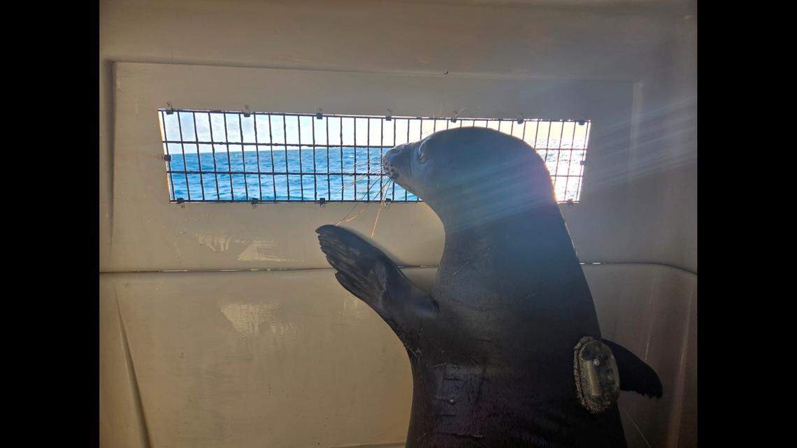 Endangered Hawaiian monk seals DT46 (pictured) and DT48 caught a ride back to Papahānaumokuākea with NOAA Fisheries field camp researchers. The seals were outfitted with temporary satellite tags to track their movements after release.