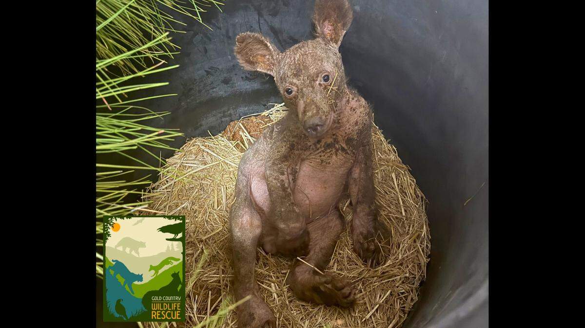 A hairless, orphaned black bear cub has shown “remarkable progress” in the month after a California community rescued it, photos show.