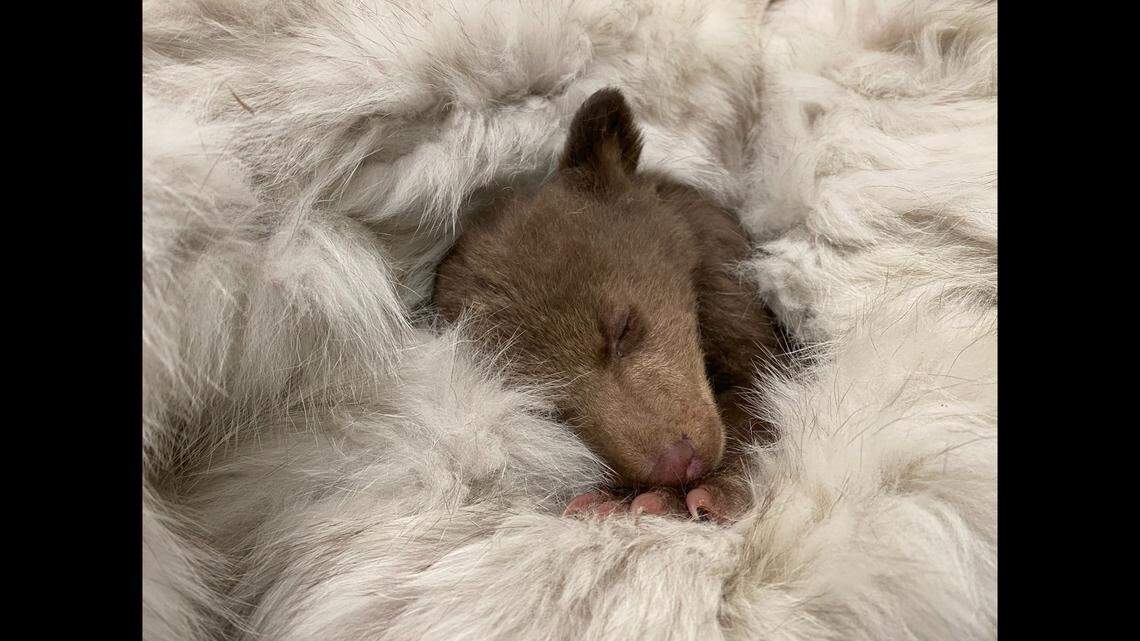 The bear was getting overnight feedings when he first arrived at the center, the nonprofit said.
