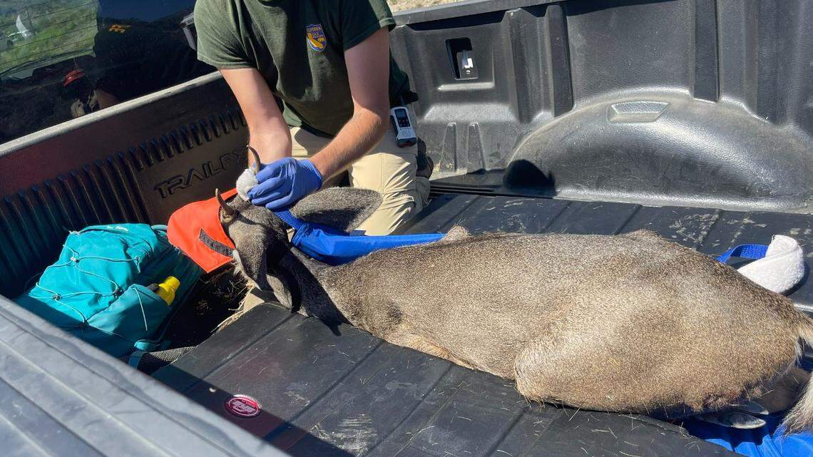A deer was rescued from a debris basin in California, officials said.