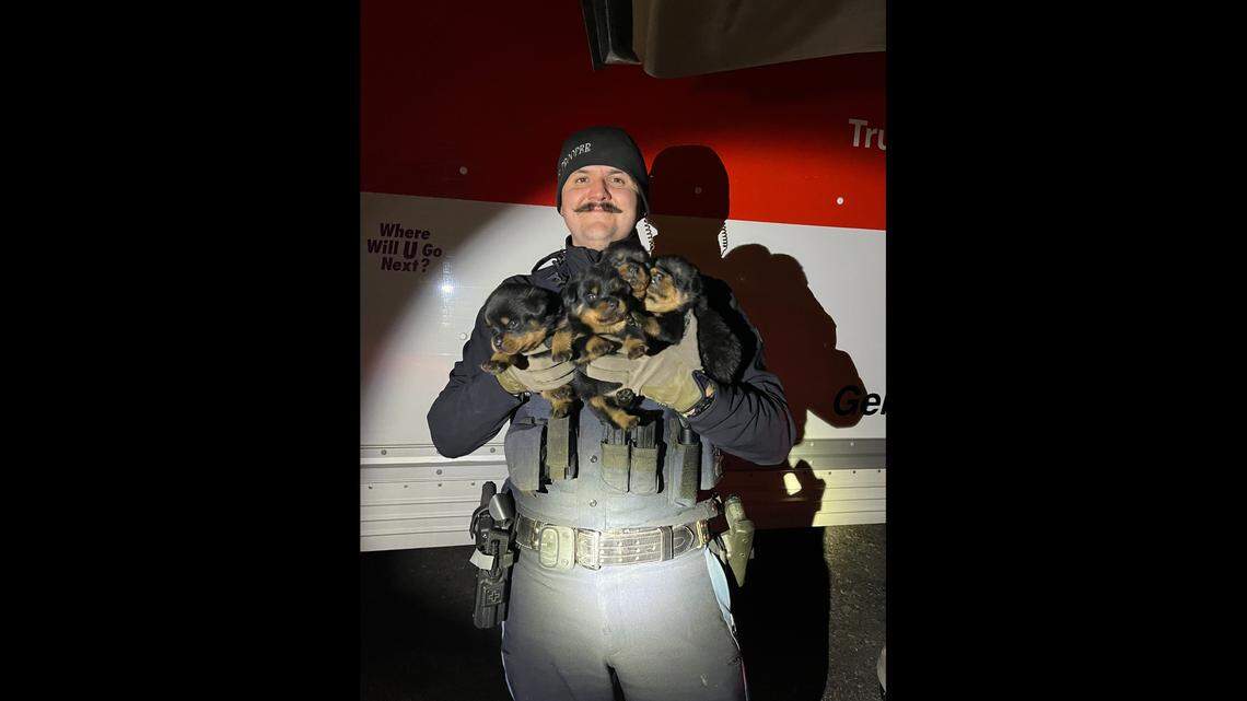 Fifteen abandoned dogs were rescued from a U-Haul truck Nov. 23 in Klamath Falls, Oregon, troopers said. Several of the animals were puppies.