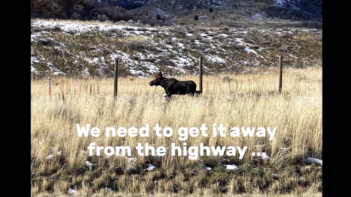 A moose running along a Utah highway had to be relocated so it would not cause an accident. Officials closed the highway while a team of rescuers tranquilized the giant animal and brought him to safety.