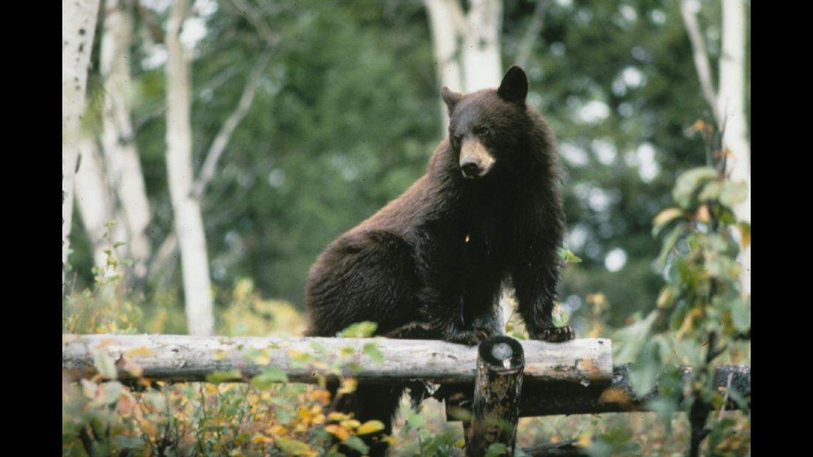 A homeowner shot and killed a bear (not the one pictured) after he found it destroying livestock, California officials say.