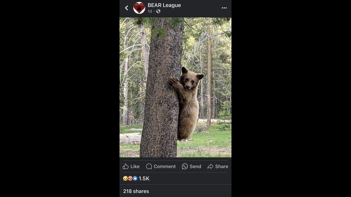 Wildlife lovers are “distraught” after a longtime South Lake Tahoe resident shot and killed a young bear.