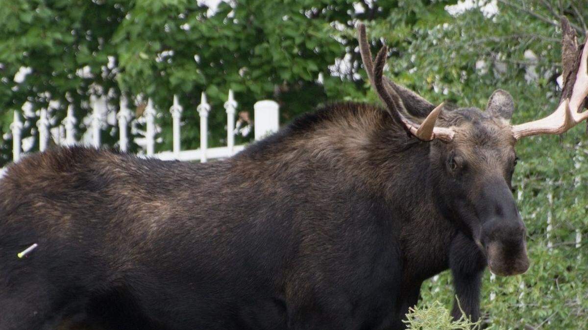 A massive bull moose wandered into downtown Santa Fe and made himself at home in a popular park.