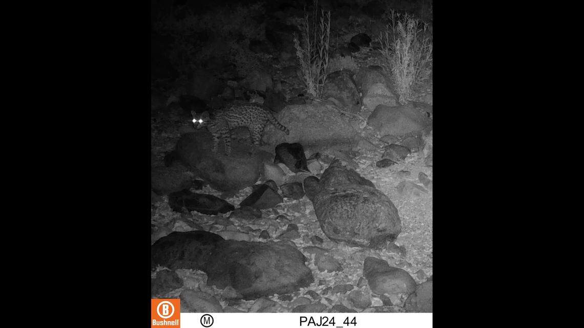 Wildlife officials confirmed this “is a new cat not previously seen in the state,” the Phoenix Zoo said.