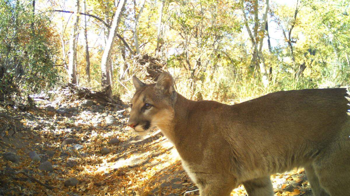 A cougar (not the one pictured) was killed April 18 after it was reported being aggressive in an Ashland, Oregon, neighborhood, police said.