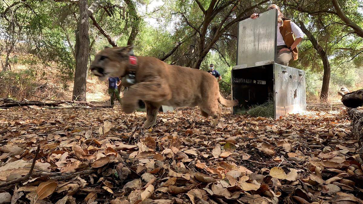 The cougars’ release marked a “major success story,” a nonprofit says.