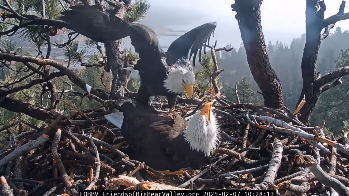 Jackie and Shadow have been tending to three eggs since the end of January.
