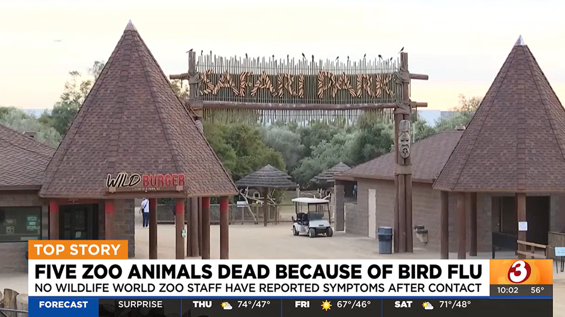Bird flu has been reported in animals at the Wildlife World Zoo & Aquarium in Litchfield Park.