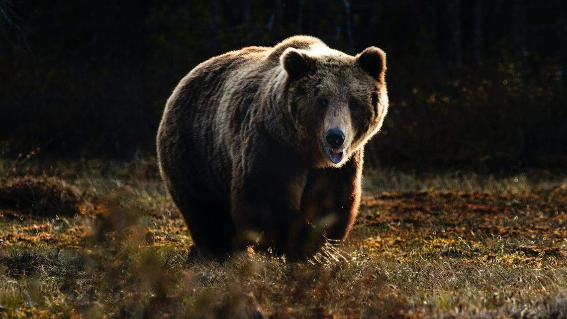 A bear (not the one pictured) attacked a 73-year-old woman in Montana, officials said.