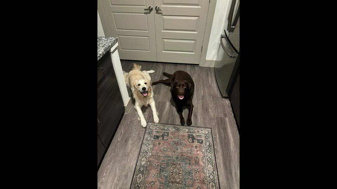 A couple who met on a dating app went viral on TikTok after showing their dogs’ friendship.