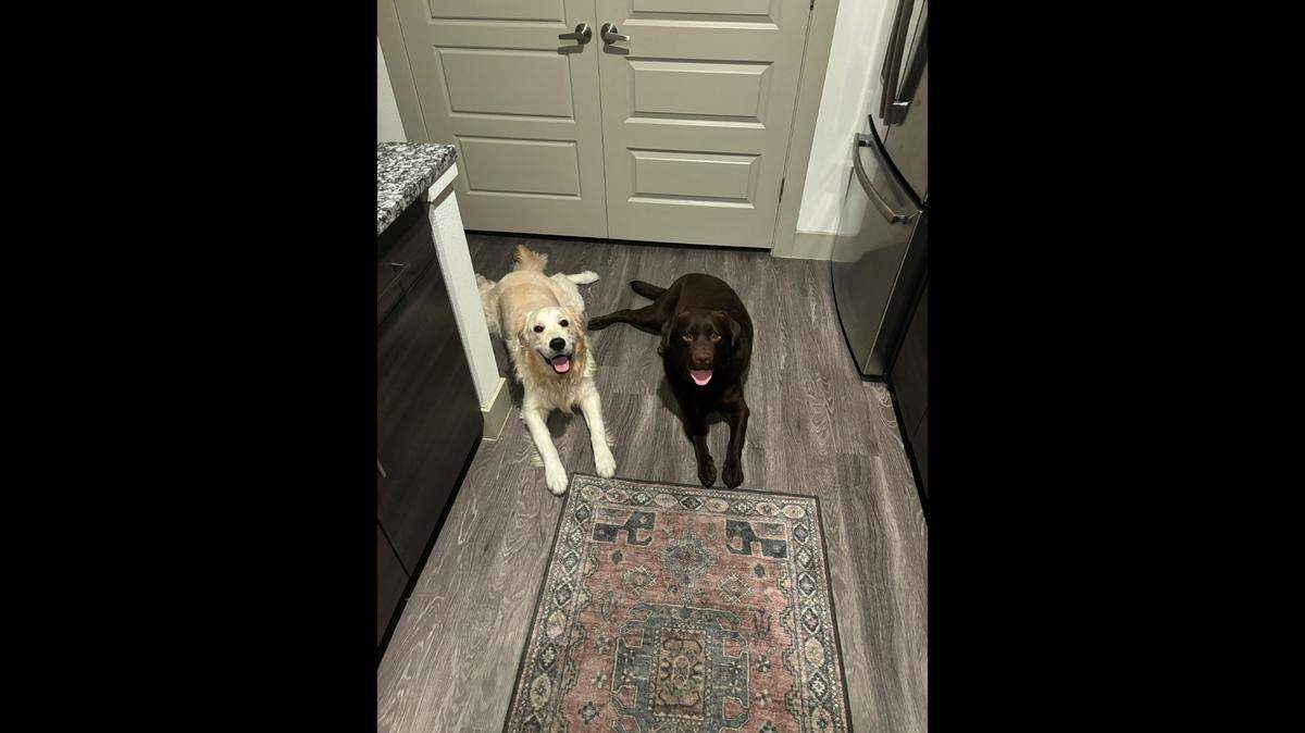 A couple who met on a dating app went viral on TikTok after showing their dogs’ friendship.
