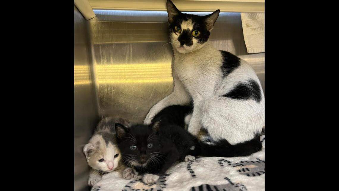 Three kittens were found in wildfire rubble on Sept. 18 in Lahaina, Maui, according to a nonprofit.