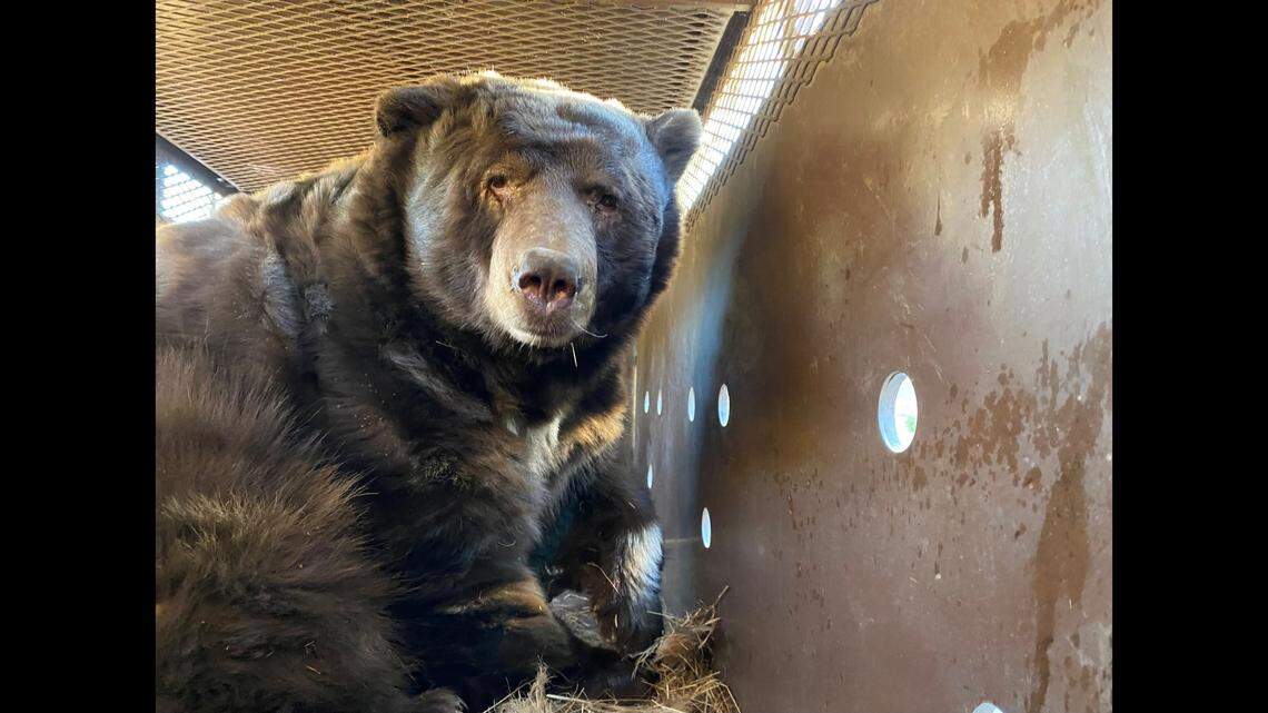 With the massive bear below the Altadena home, power could not be restored, officials said.