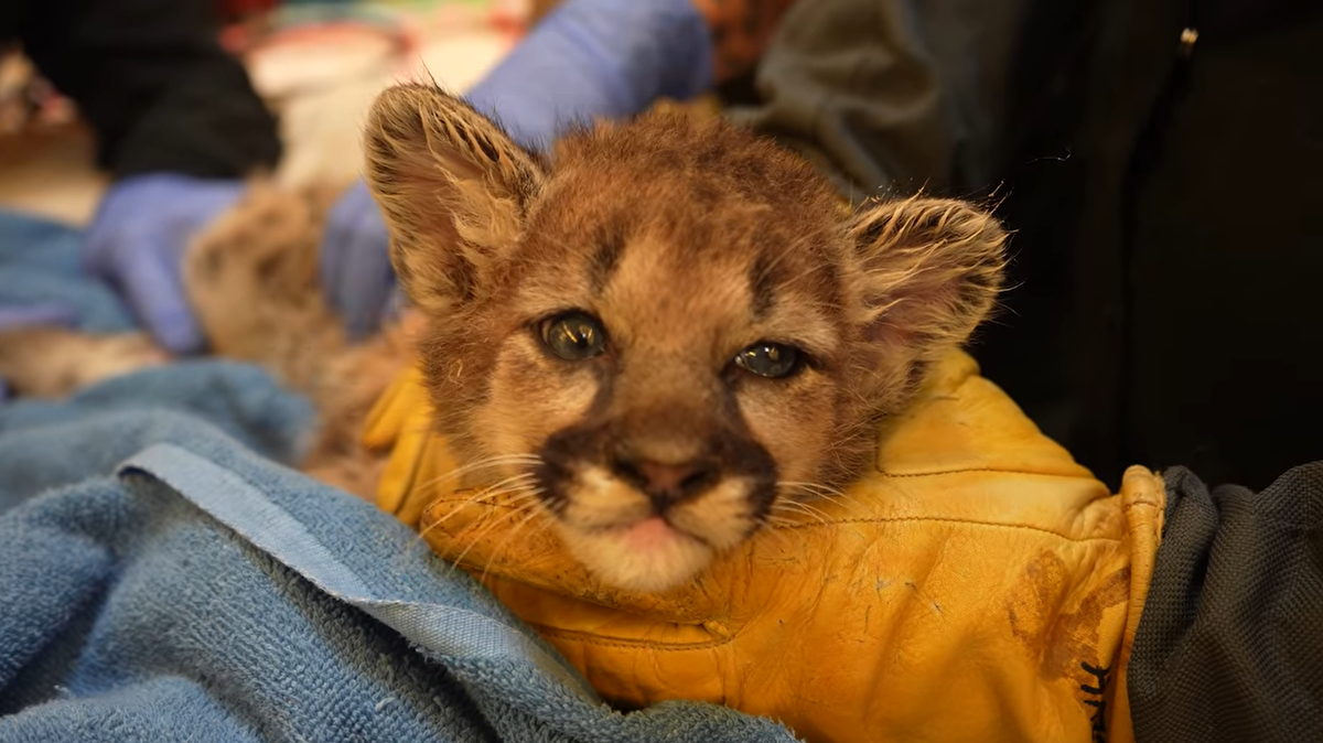 A resident found a baby mountain lion all alone in California, and wildlife officials couldn’t find its mom for days. So a zoo took the little cub in.