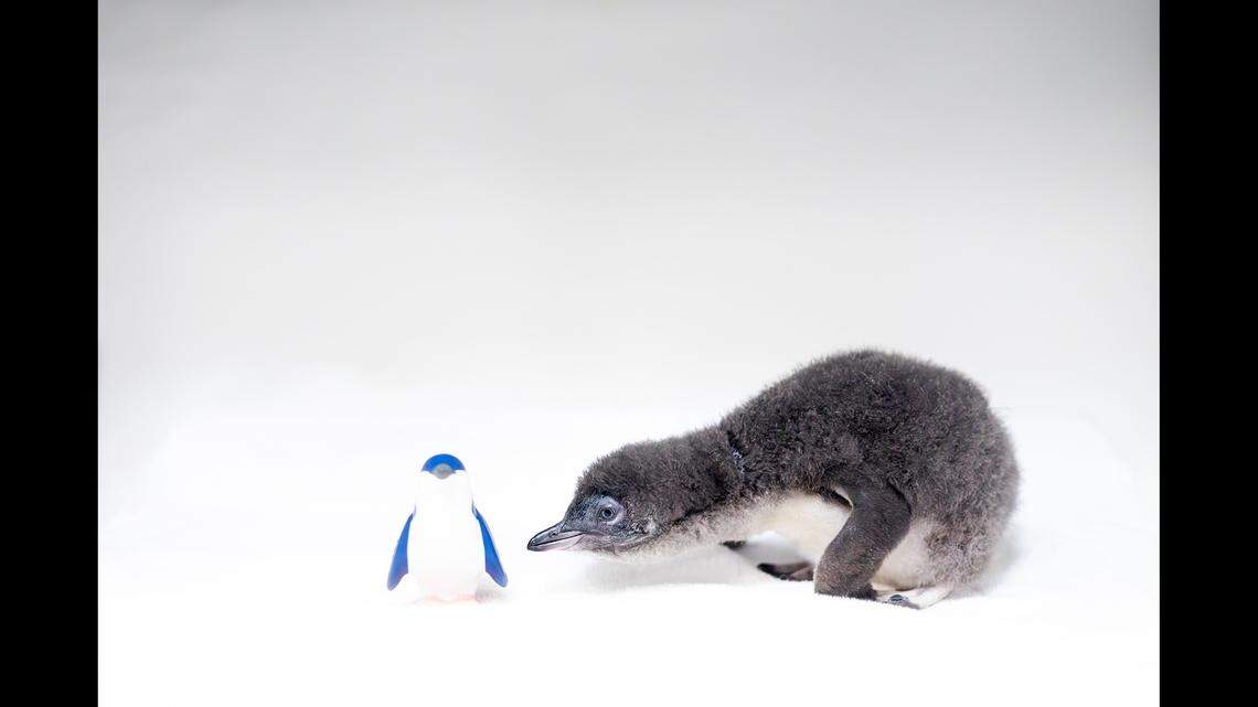 The penguin has grown to roughly 2 pounds.