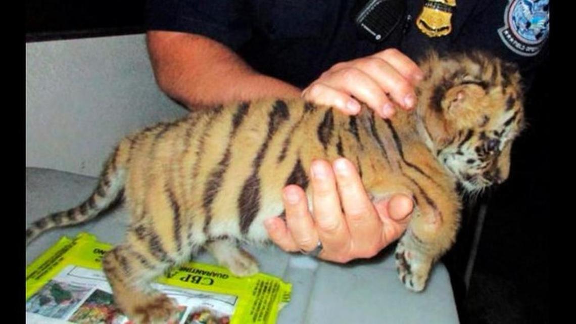 A 6-week-old tiger cub was found Aug. 23 in a car at the San Ysidro, Calif., border crossing.