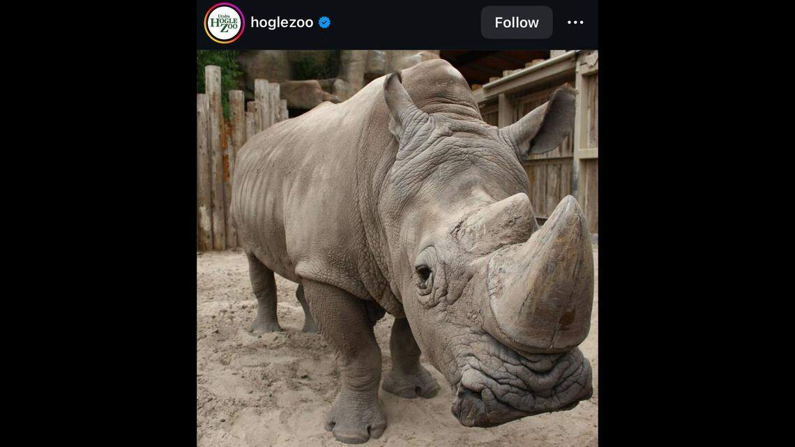 A 48-year-old rhino named George was euthanized, a Utah zoo said.