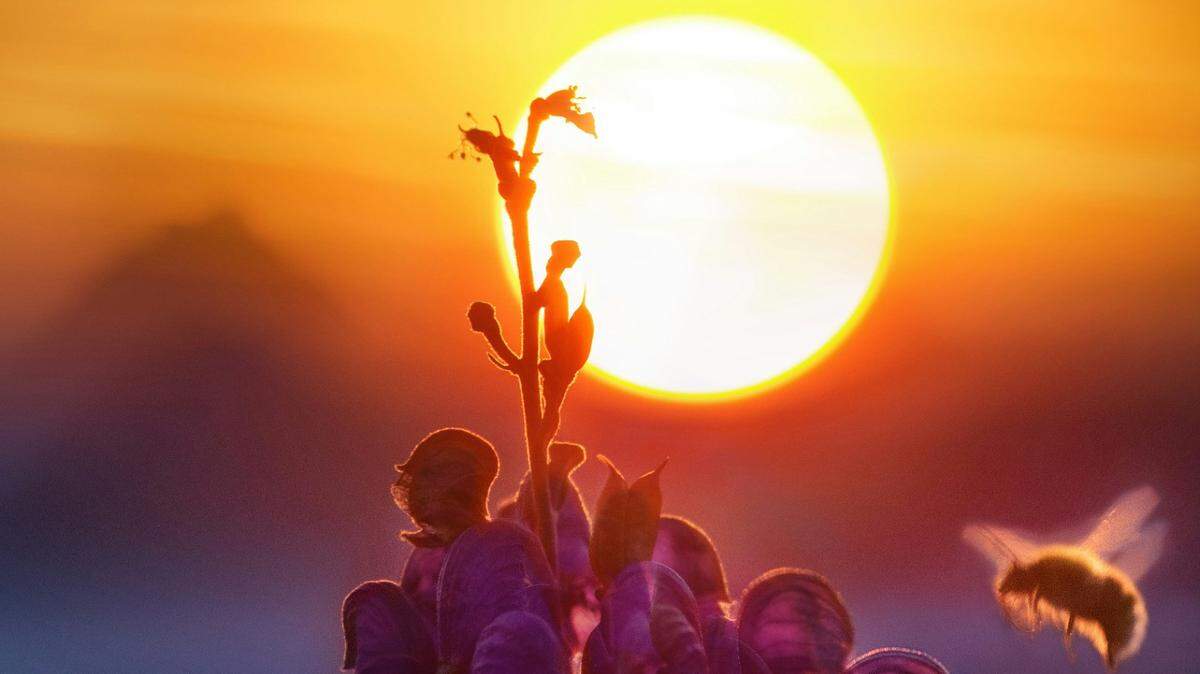 Thirsty bees seeking water in the blazing California summer heat have forced the closure of a Joshua Tree National Park campground, rangers say.