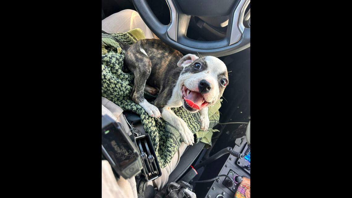 A puppy was spotted by a truck driver with a zip tie around her neck, an Arizona animal shelter said.
