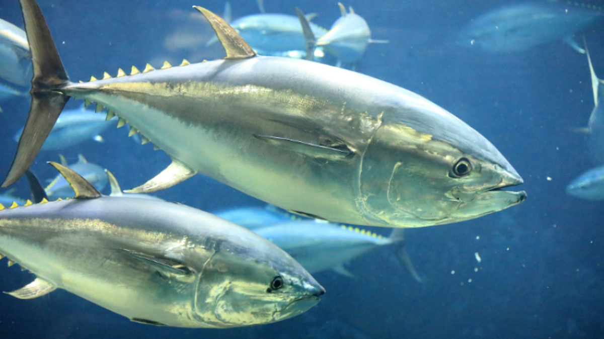 Pacific bluefin tuna populations have recovered way ahead of schedule.