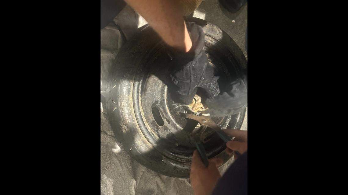 When soap didn’t help free the kitten, rescuers took a different approach.