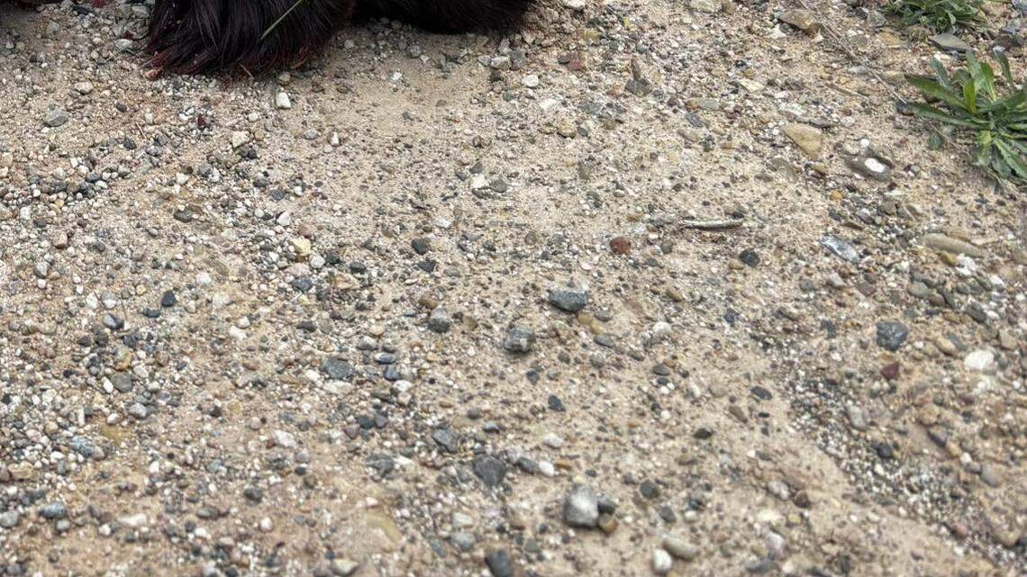 A rare creature was hit and killed by a car along a road in a Utah state park, officials said.