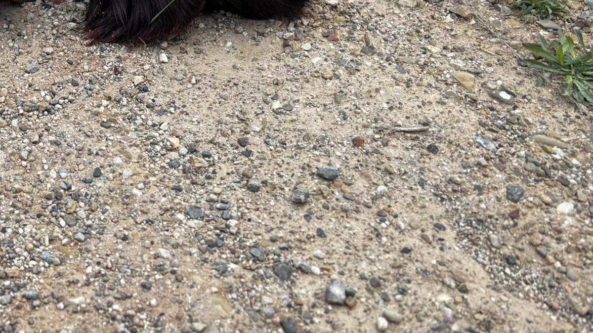 A rare creature was hit and killed by a car along a road in a Utah state park, officials said.