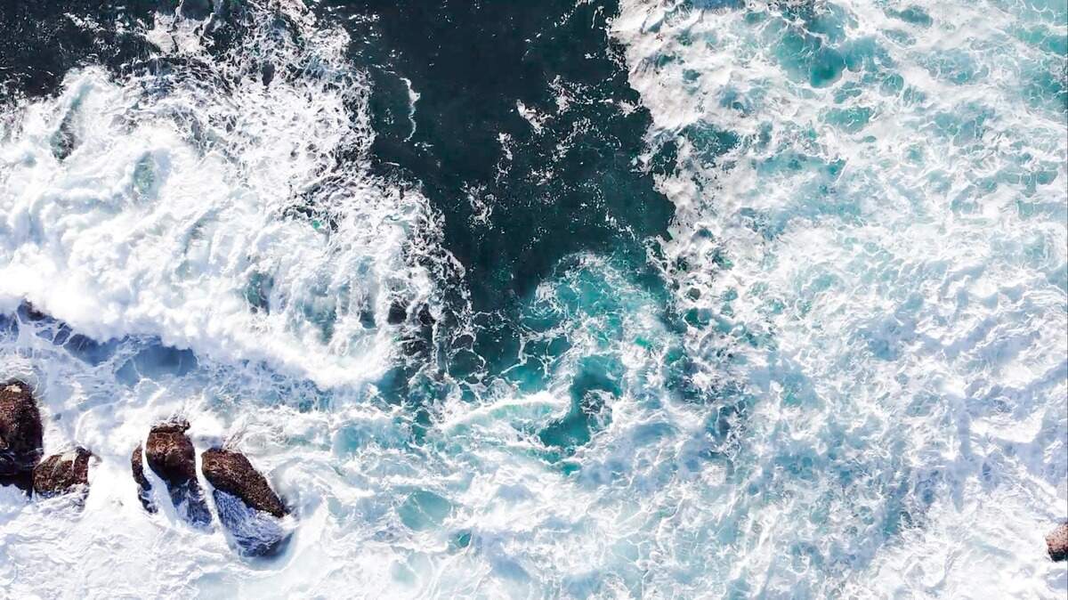 “Un-common visitors” are gracing the waters off the Northern California coast by the thousands, according to a whale watching company.