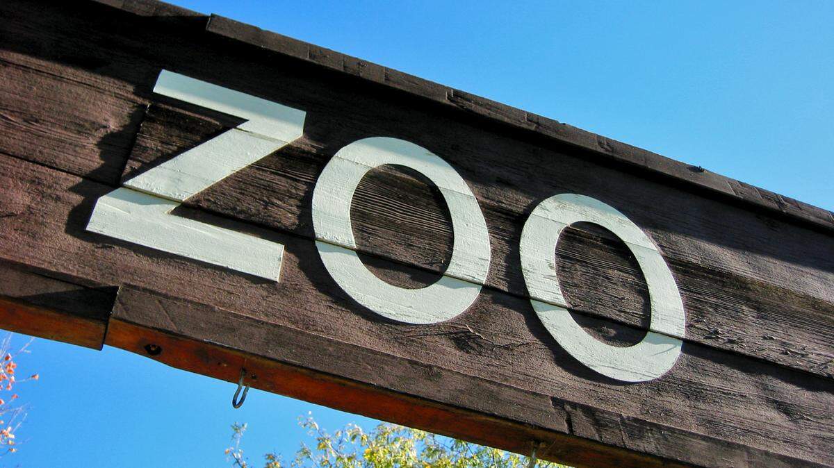 A Colorado zoo ordered a CT scan for a shark after he was seen biting his tail, zoo officials said.