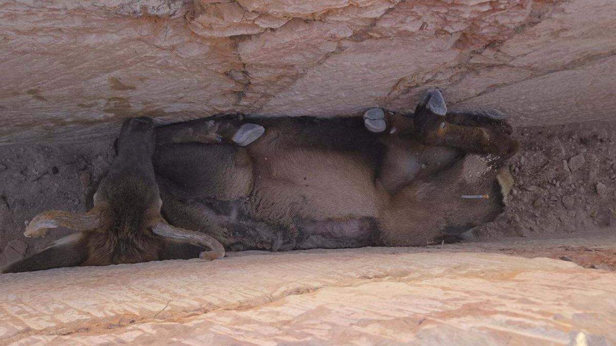 An elk fell into a narrow ditch near an Arizona construction site and was wedged between the walls, a photo shows.