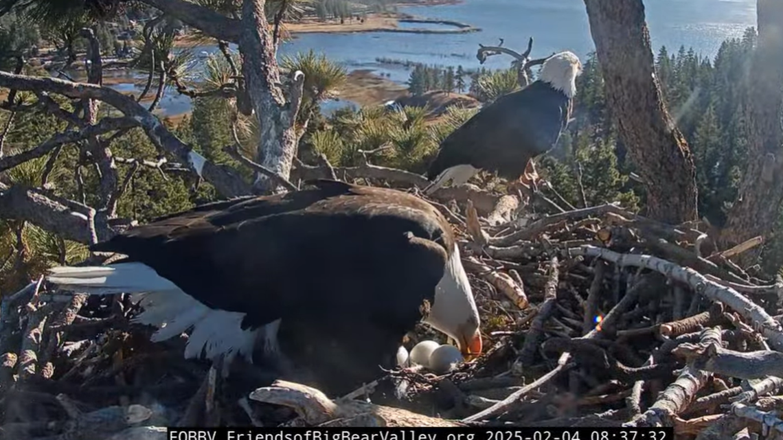 Jackie and Shadow are seen in their nest on Feb. 4. The two eagles take turns incubating the eggs.
