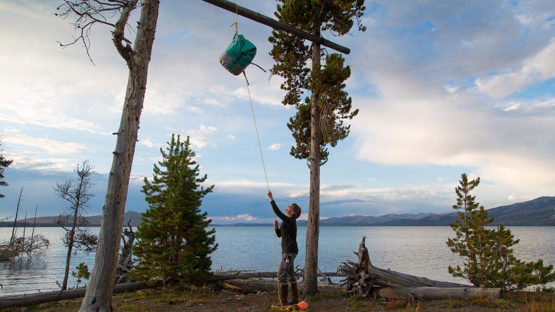 A bear crushed a tent while searching for food at a backcountry campsite in Yellowstone National Park, officials said.