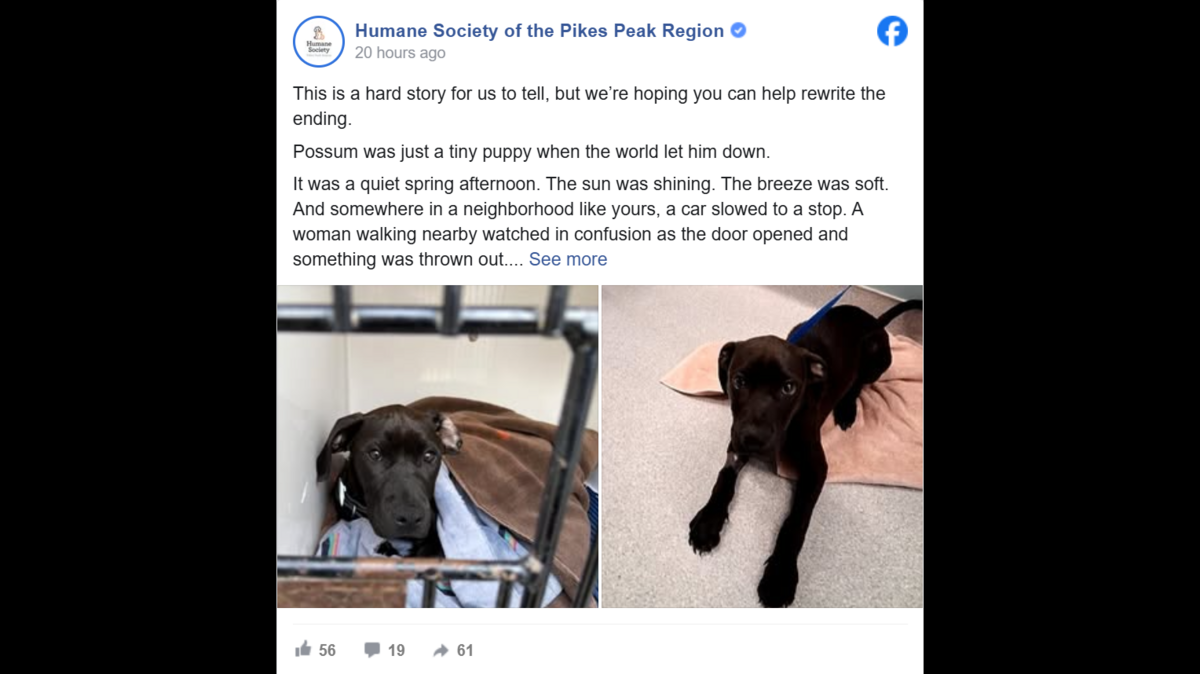 A tiny, sick puppy was thrown from a car in a Colorado neighborhood. Now after months of love and care, he’s ready to go to a loving home, officials said.